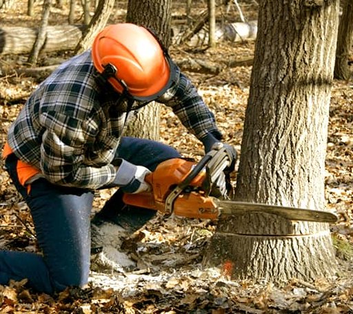 Tree Removal in Beauty, KY